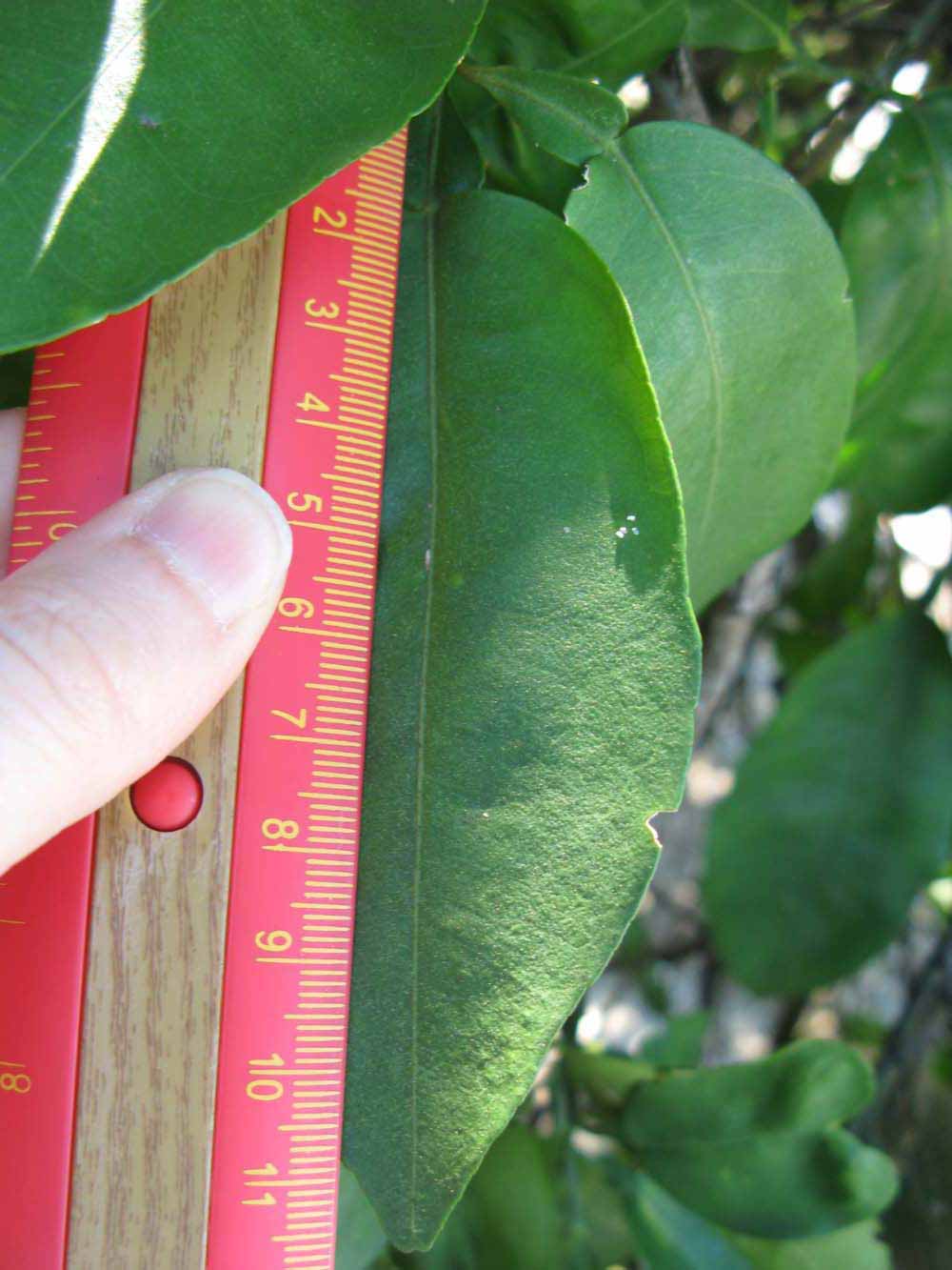              Unifoliolate leaf (Winter Haven, FL)       